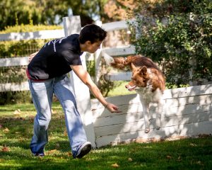 dog hurdle with trainer