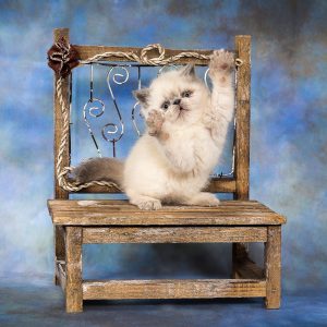 exotic shorthair kitten