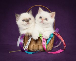 exotic shorthair kittens in a basket