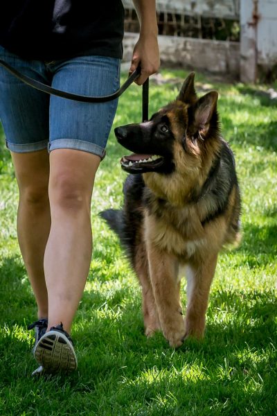 german shepherd training