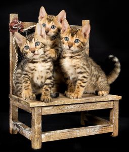 bengal kittens on chair