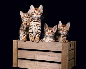 cat photographer