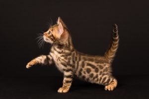 cat photography