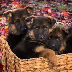 german shepherd puppies