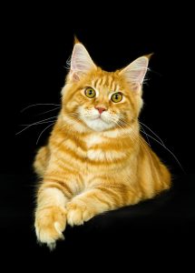 maine coon kitten