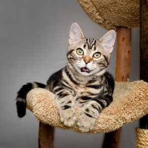 brown tabby kitten
