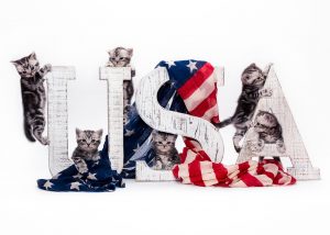 american shorthair kittens