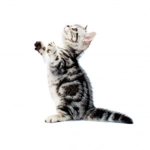american shorthair kitten singing