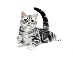 american shorthair cat