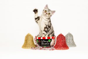 christmas kitten