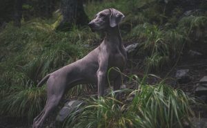 dog photography