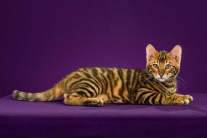 toyger kitten