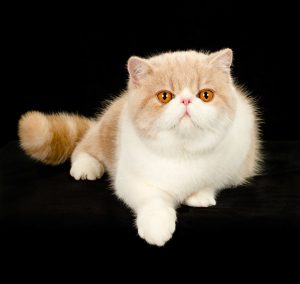 exotic shorthair cat