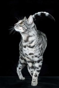 silver bengal cata