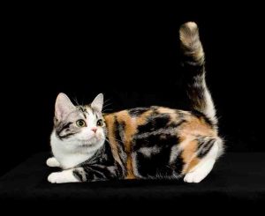 american shorthair tricolor
