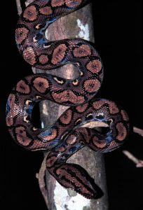 rainbow boa