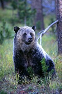 grizzly bear