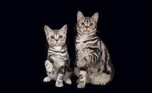 american shorthair cats