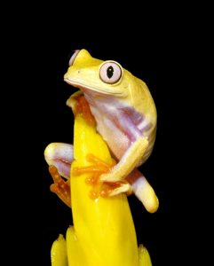 yellow red eye tree frog