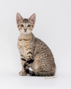 pet photography, pet photographer, david macias photography,