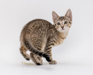 pet photography, pet photographer, david macias photography,