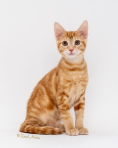 pet photography, pet photographer, david macias photography,