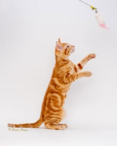 pet photography, pet photographer, david macias photography,