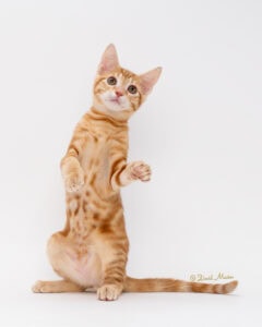 pet photography, pet photographer, david macias photography,
